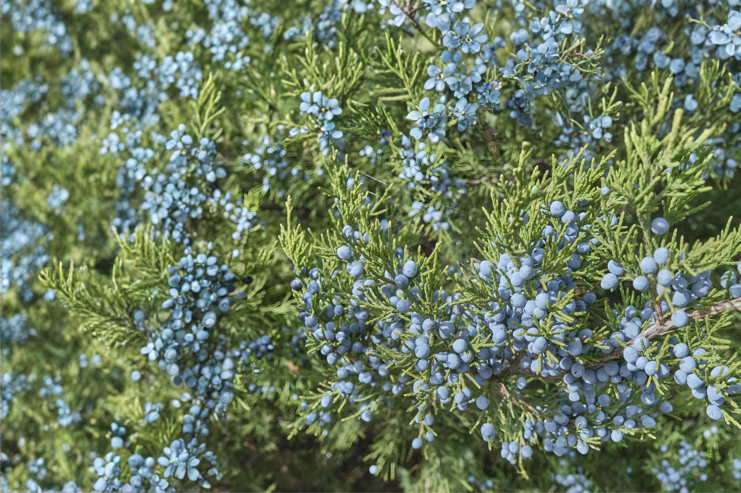 Common Juniper Seeds (25) | Evergreen Berry Seeds for Landscaping | Juniperus communis, Drought Tolerant & Resilient
