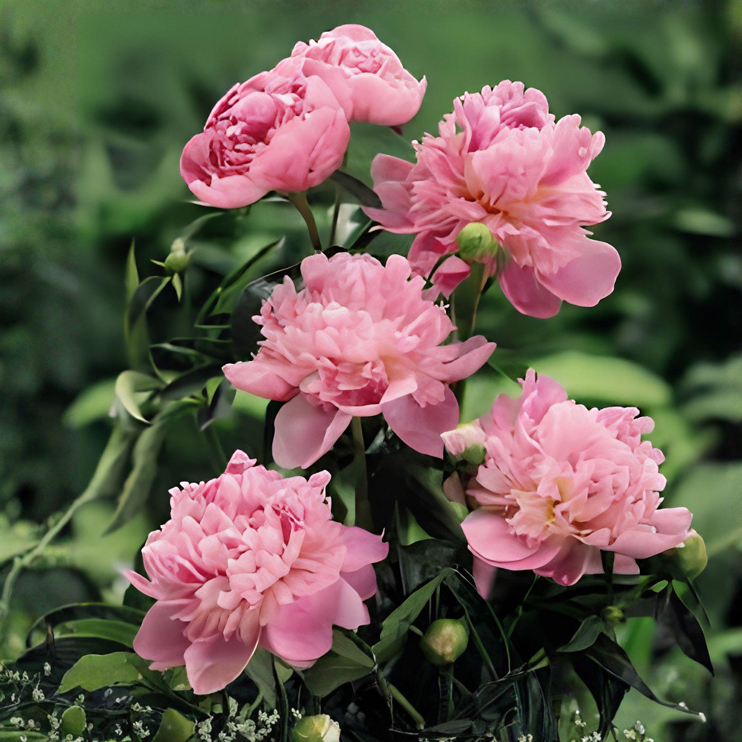 Sarah Bernhardt Peony Root | 1 Root | Fragrant Pink Perennial | Paeonia lactiflora | Heirloom Garden Plant