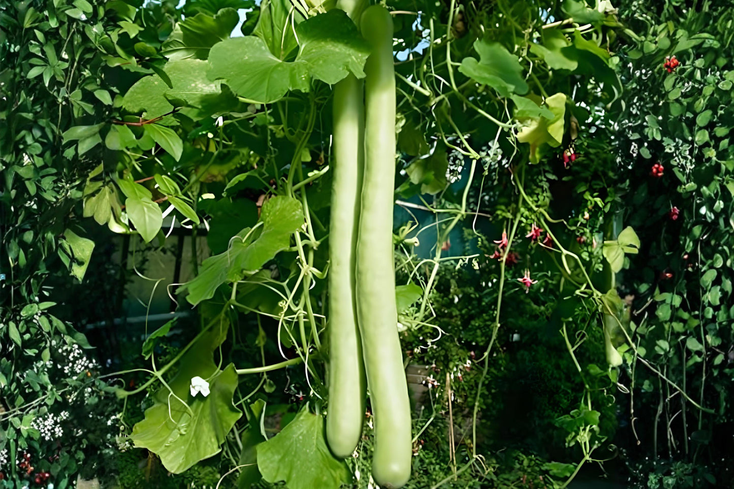 Cucuzzi Gourd Seeds (10) - Italian Edible Heirloom (Lagenaria siceraria) - Fast-Growing, Mild Flavor for Mediterranean Cooking