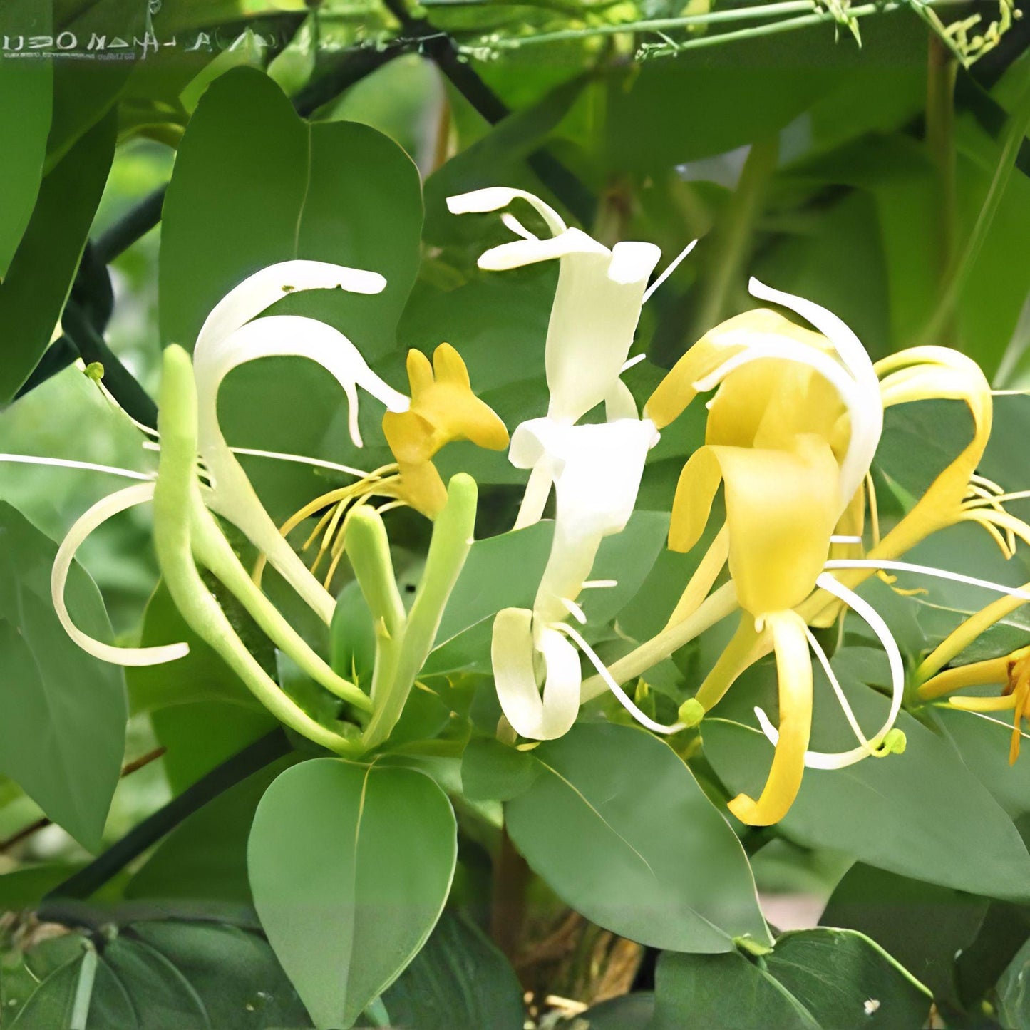 Fragrant Honeysuckle Vine - Bare Root Scentsation White Honeysuckle (Lonicera periclymenum) - Climbing Garden Plant