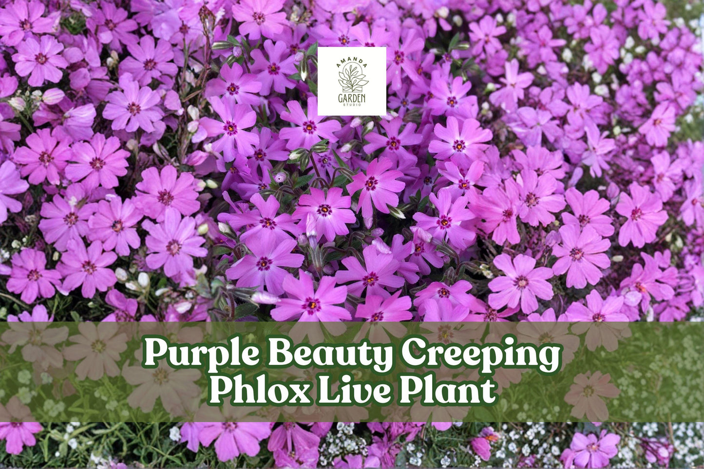 Purple Beauty Creeping Phlox Live Plant | Purple Moss Phlox Groundcover Starter | Phlox subulata | Low-Growing Perennial