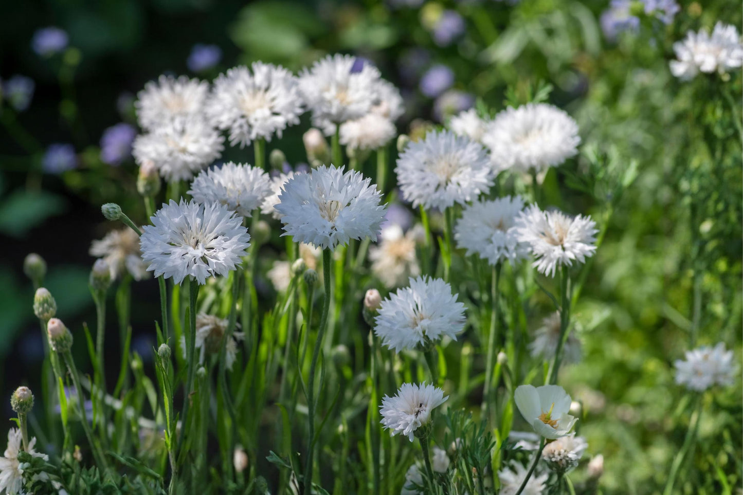 White Bachelor Button Seeds (50) | Cornflower, Pure White Blooms | Drought Tolerant, Pollinator-Friendly, Easy to Grow