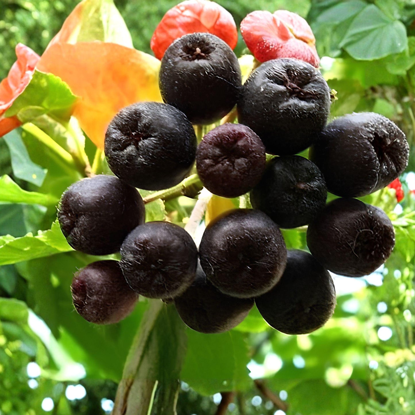 Aronia melanocarpa Cuttings, 12 Pack, Black Chokeberry Fruit Shrub, Unrooted, Edible Landscape Plant, Hardy Shrub