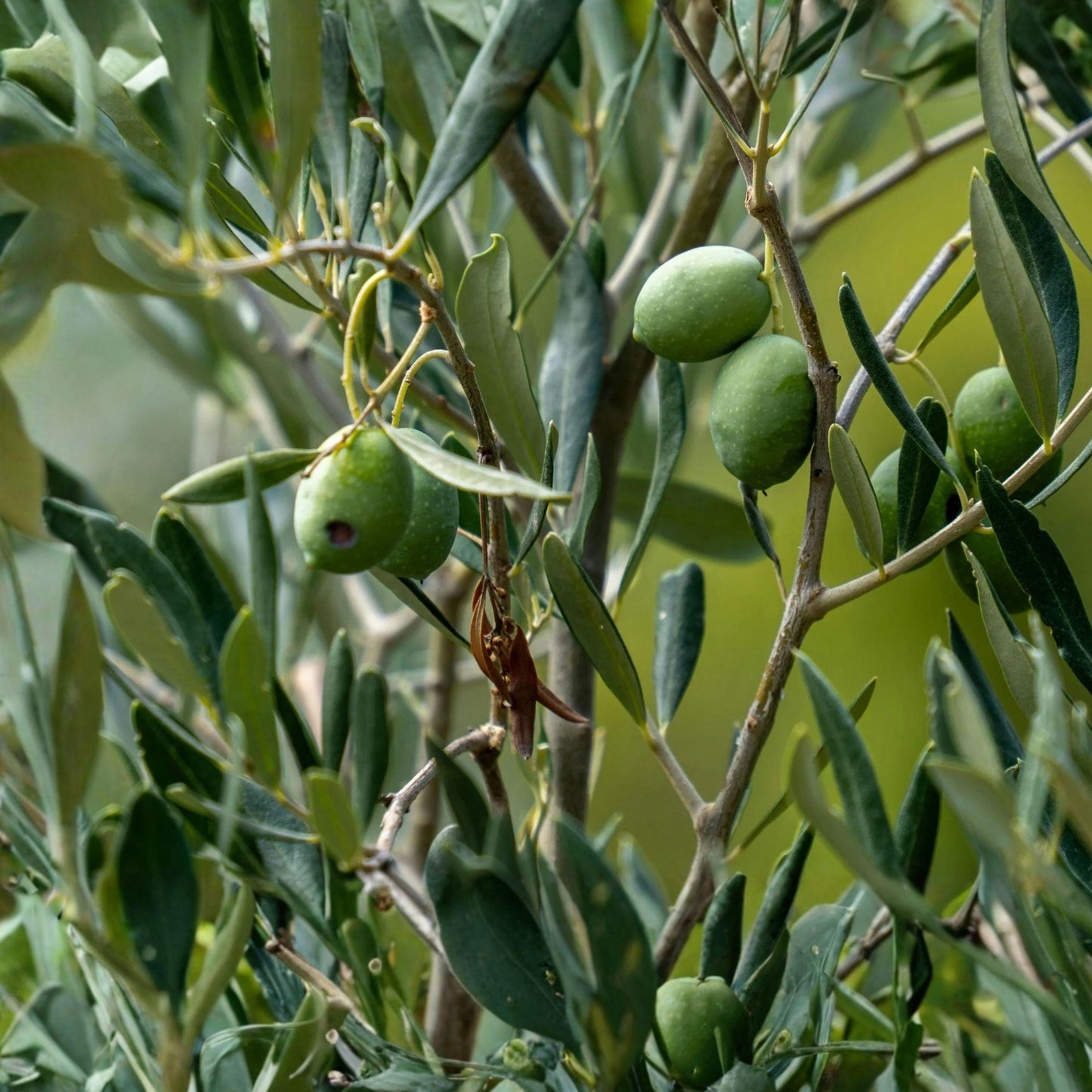 Arbequina Olive Tree Starter Plants – 2 Healthy Rooted 5-8 Inch Patio or Garden Plants (Olea europaea)