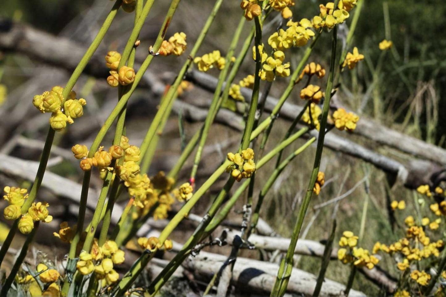 Green Ephedra Seeds - Ephedra viridis - Drought Tolerant Desert Shrub for Xeriscape, Native Planting, Low Water Use