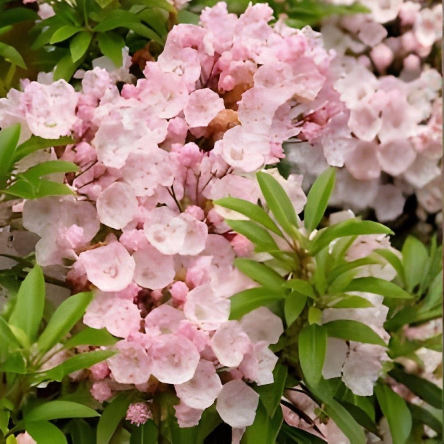 Pink Mountain Laurel Shrub | 1 Bare Root Plant | Kalmia latifolia | Hardy Flowering Shrub with Pink Blooms