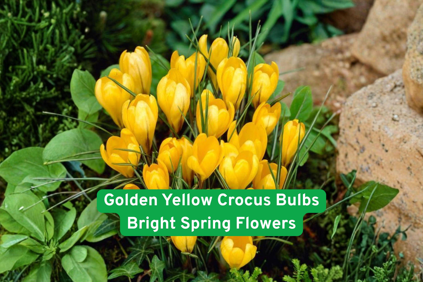 Golden Yellow Crocus Bulbs - Bright Spring Flowers for Gardens, Borders & Containers - Crocus spp.
