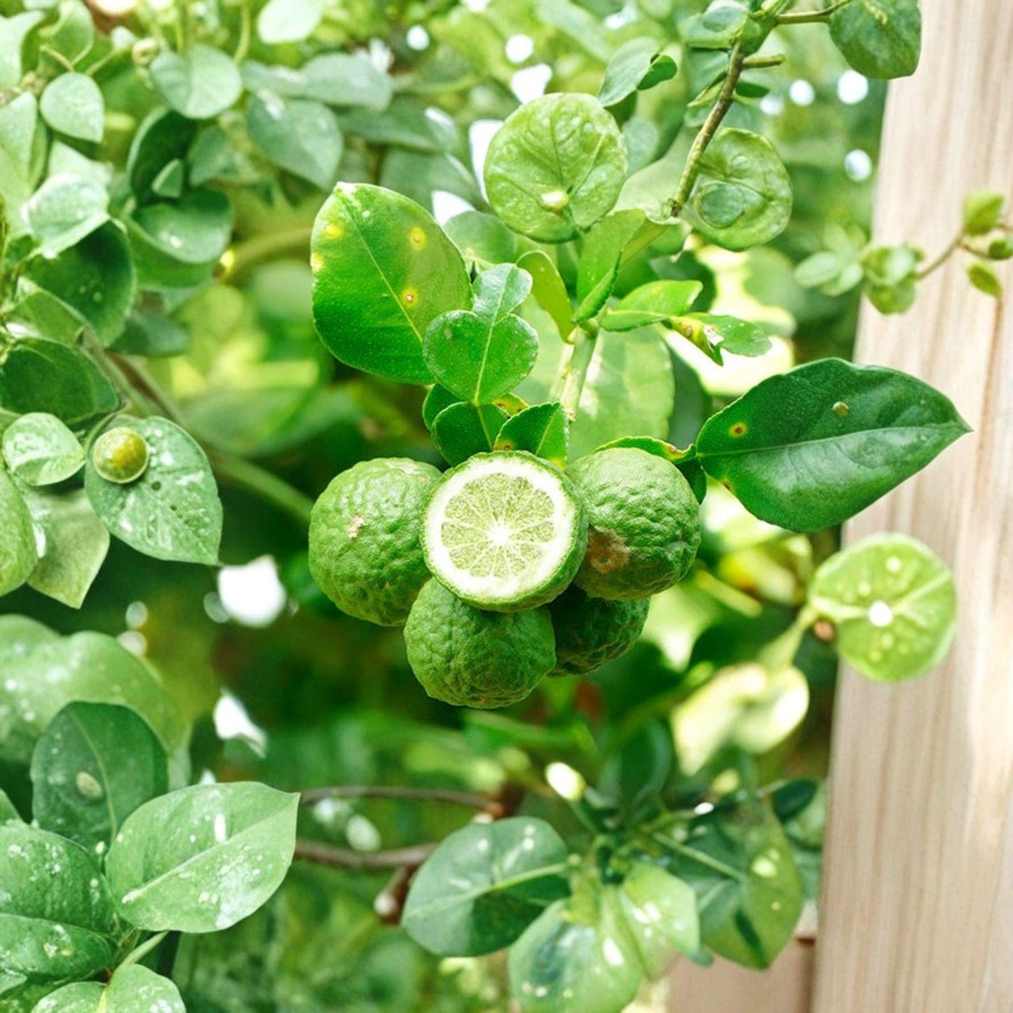 Kaffir Lime Cuttings 5 Pack - Citrus hystrix - Unrooted Stem Cuttings for Propagation - Aromatic Citrus Tree
