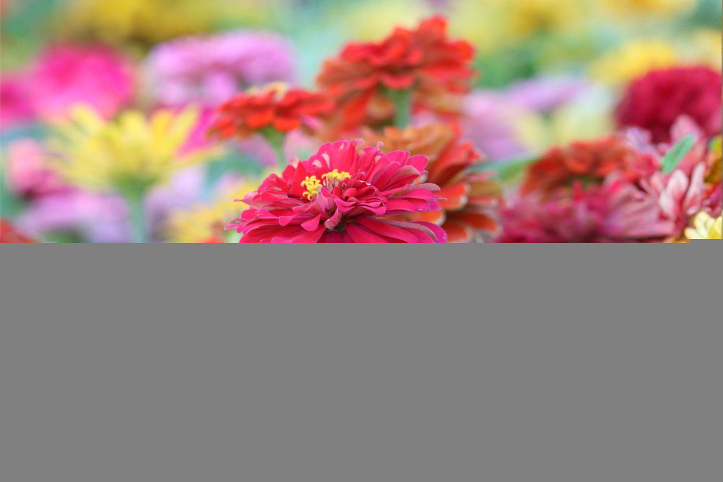 Dwarf Zinnia Seeds - Thumbelina Mix (50) - Colorful Zinnia elegans for Borders & Containers - Easy to Grow, Pollinator-Friendly