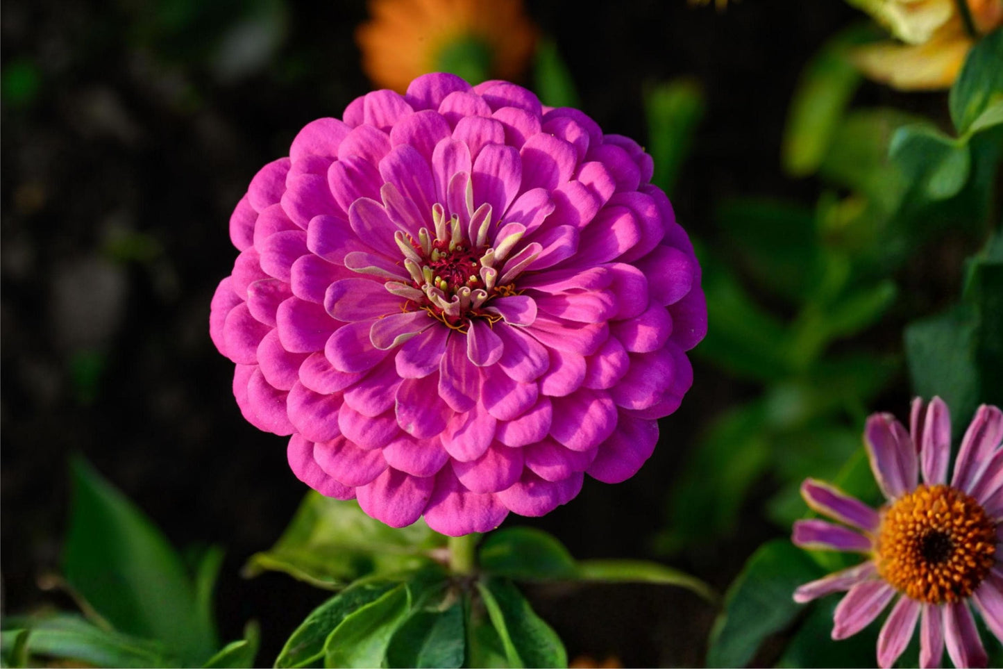 Lavender Purple Zinnia Seeds (50) | Zinnia elegans | Elegant Flowering Plants for Borders & Cutting Gardens