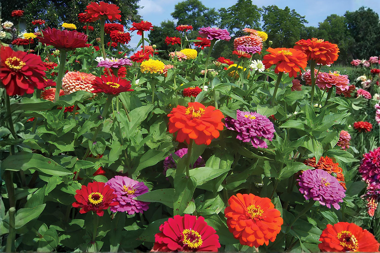 Dahlia Flowered Zinnia Seeds Mix - 50 Large Double Bloom Seeds - Zinnia elegans - Vibrant Colorful Cutting Garden Flowers