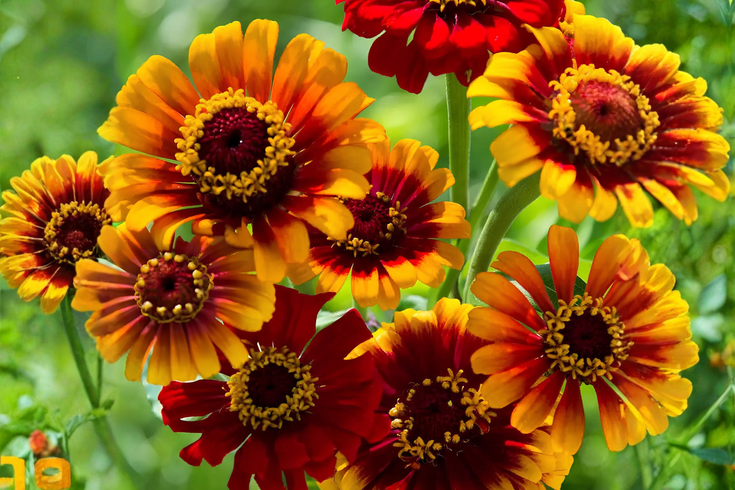 Zinnia Flower Seeds (50) | Sombrero Zinnia Variety | Zinnia elegans | Bright Colorful Blooms for Garden & Containers