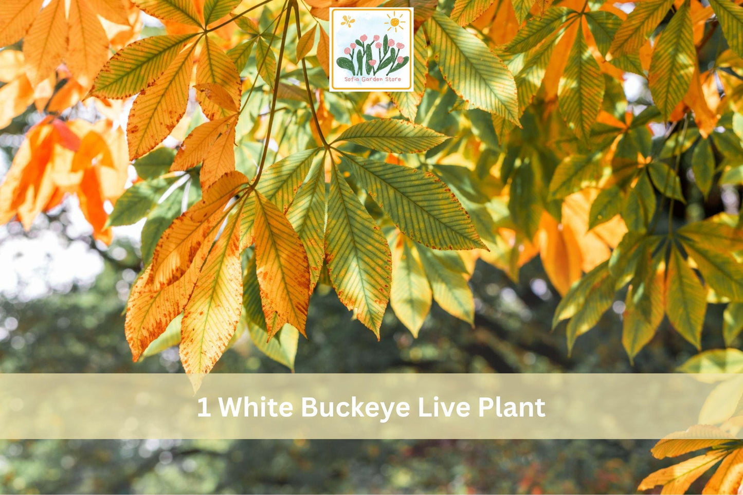 White Buckeye Live Plant Bare Root Hardy Tree Aesculus spp. - Seasonal Beauty for Outdoor Garden Planting