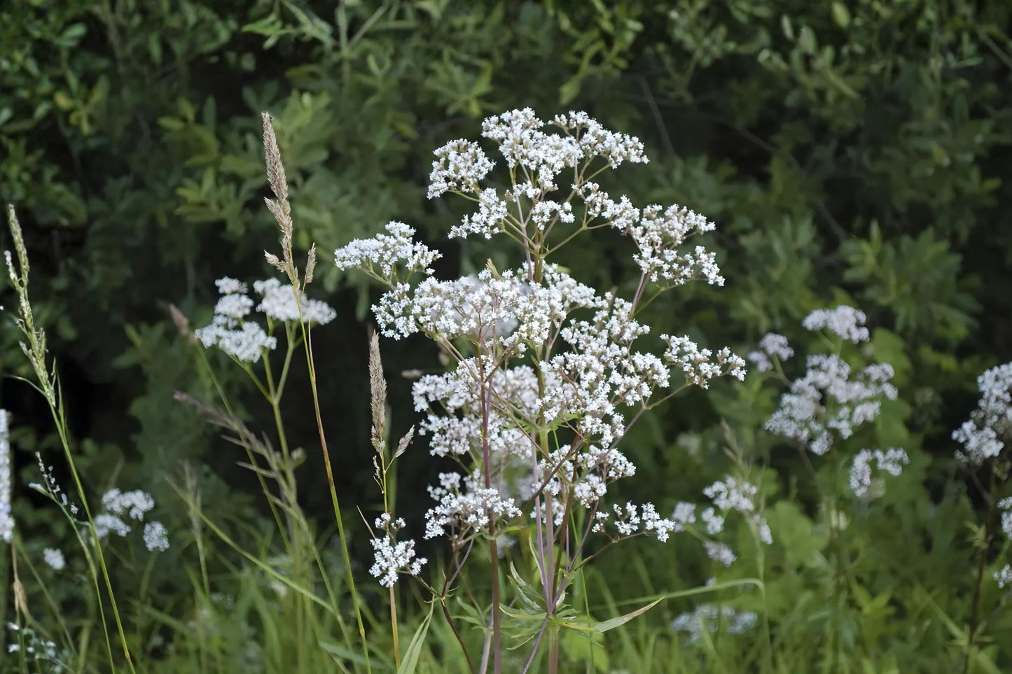 Anise Herb Seeds (100) | Licorice Flavor | Pimpinella anisum | Aromatic Annual for Baking & Herbal Remedies