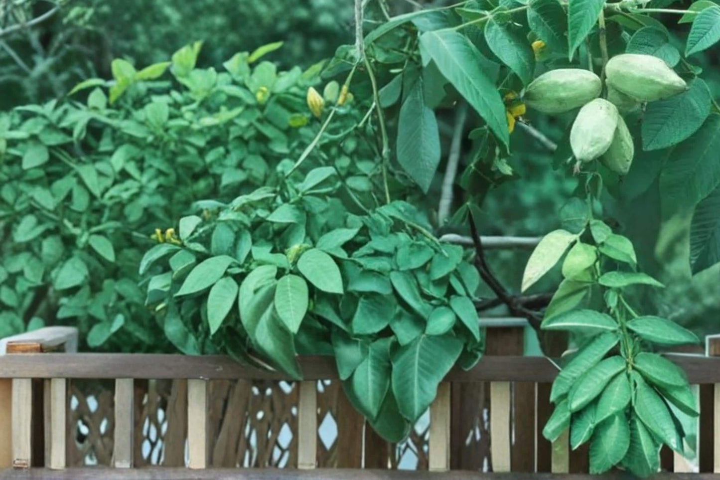 Butternut Tree Seeds - 5 Pack - Juglans cinerea - Edible Nut Tree for Gardens - Deciduous Landscape Plant