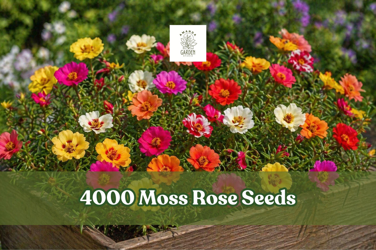 Moss Rose Seeds 4000+ Double Bloom Mixed Colors Portulaca grandiflora Groundcover for Sunny Gardens and Containers