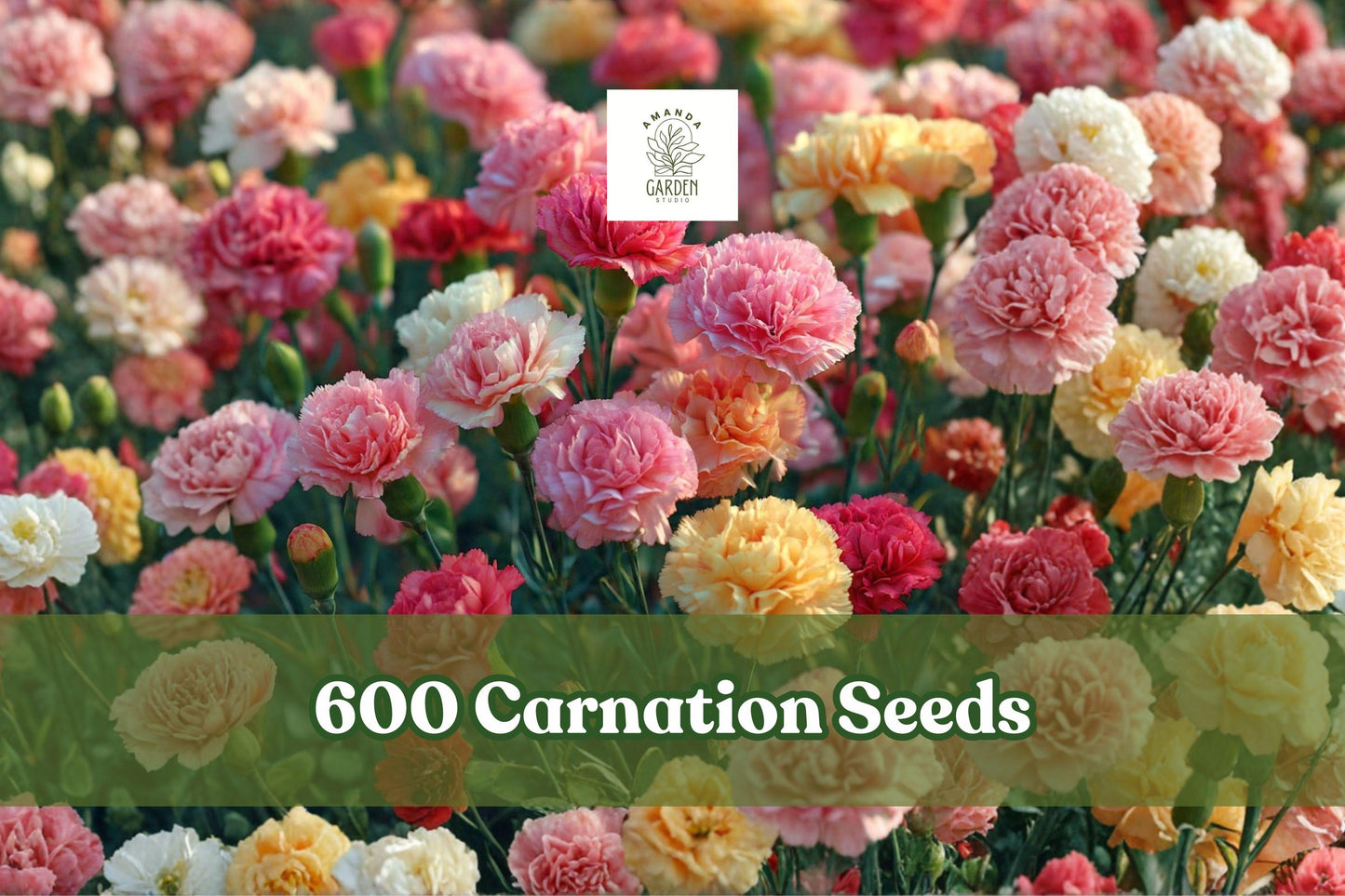 Carnation Seeds 600+ Double Bloom Mix Dianthus caryophyllus - Ruffled Flowers for Gardens & Cut Arrangements, Mixed Colors