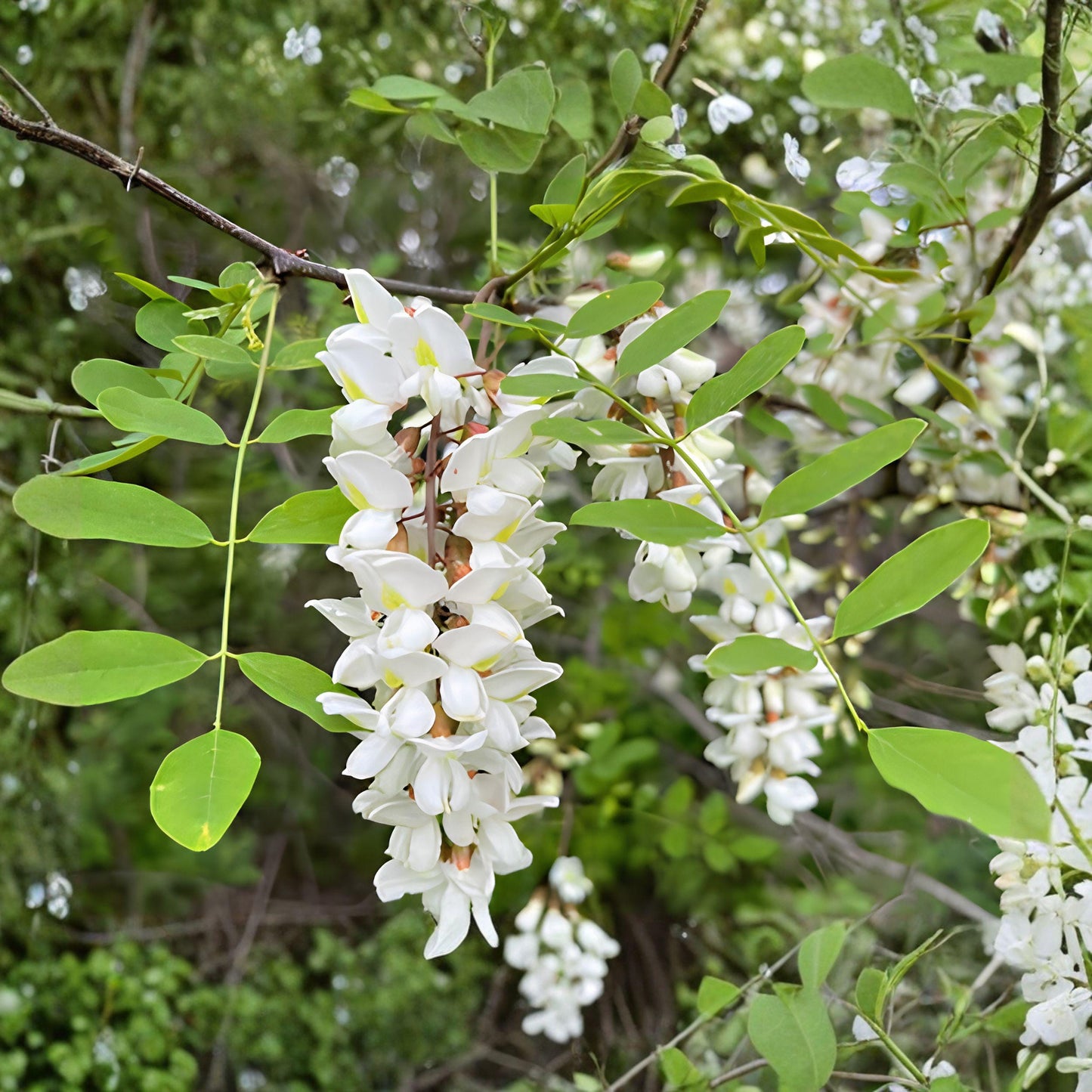 Black Locust Sapling Bare Root Tree - Fast-Growing Shade Tree for Garden, Robinia pseudoacacia