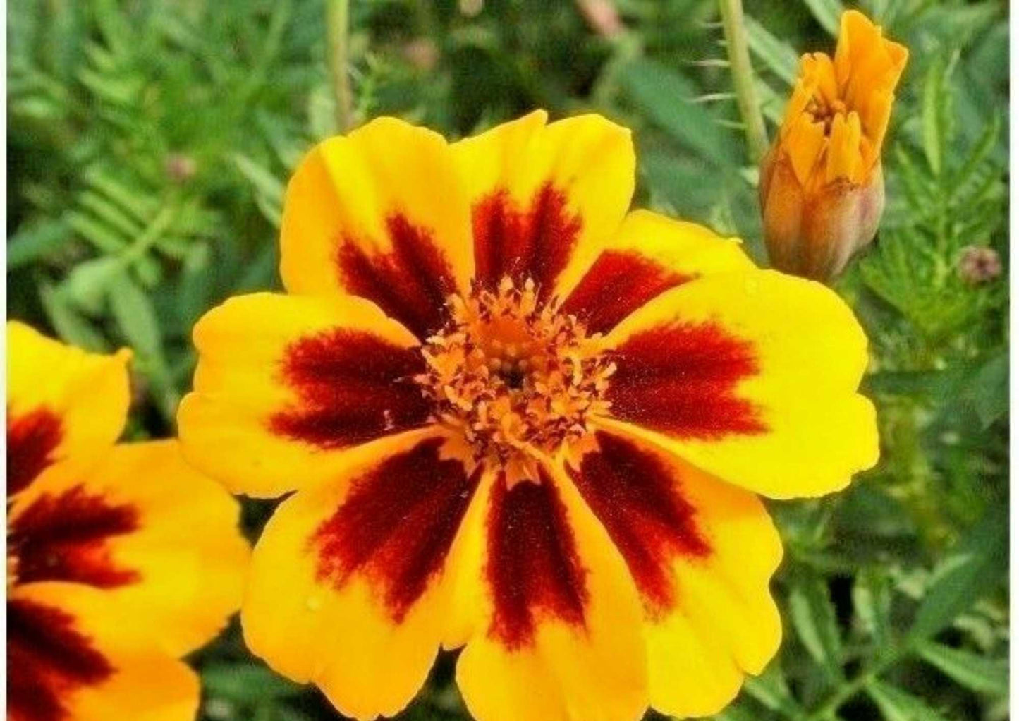 French Marigold Seeds 300+ Heirloom Dwarf Golden Red Blooms Tagetes patula Pollinator Friendly Fast Growing Garden Planting