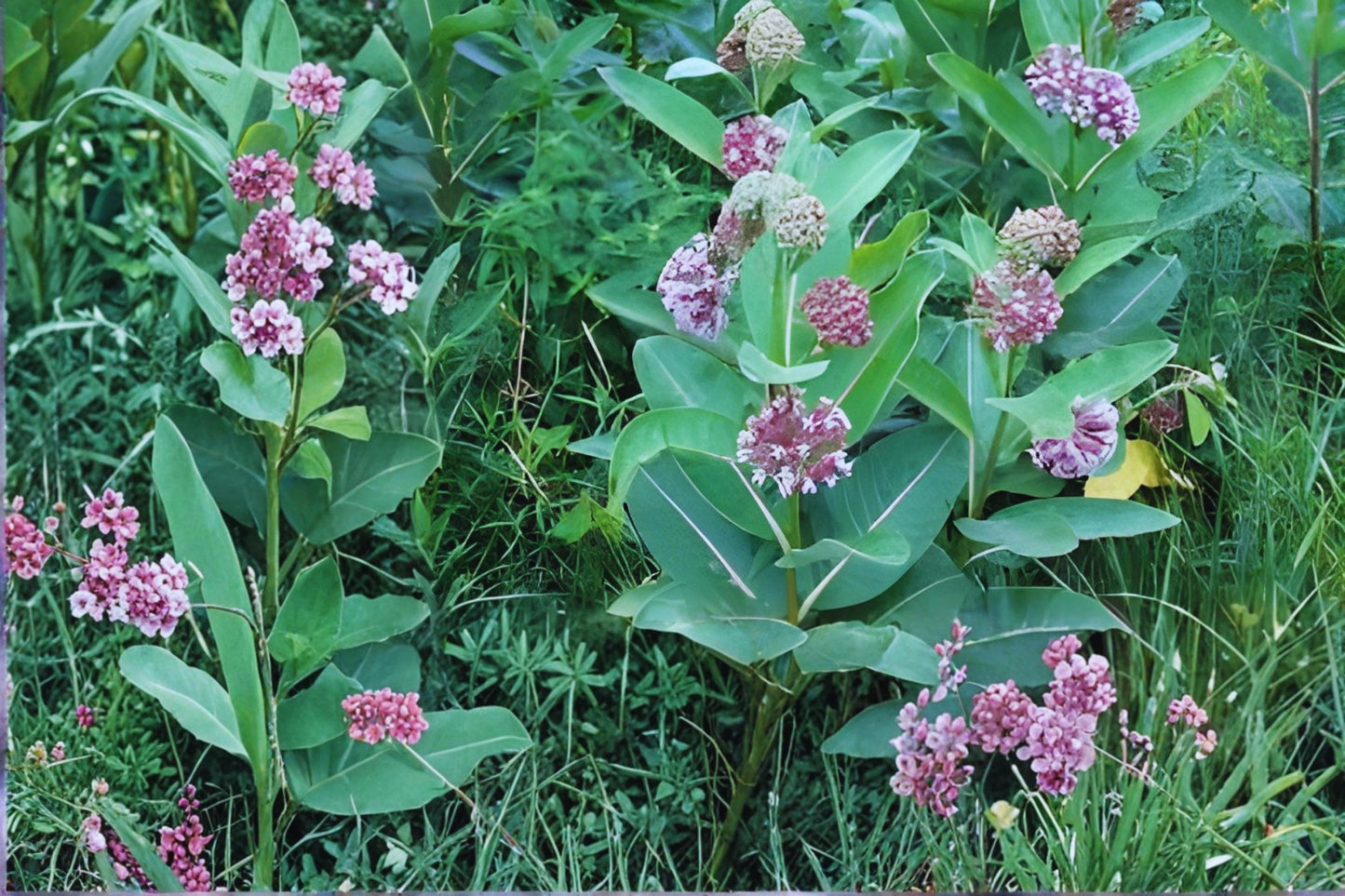 Common Milkweed Seeds (15) | Asclepias syriaca | Monarch Butterfly Host Plant for Pollinator Gardens