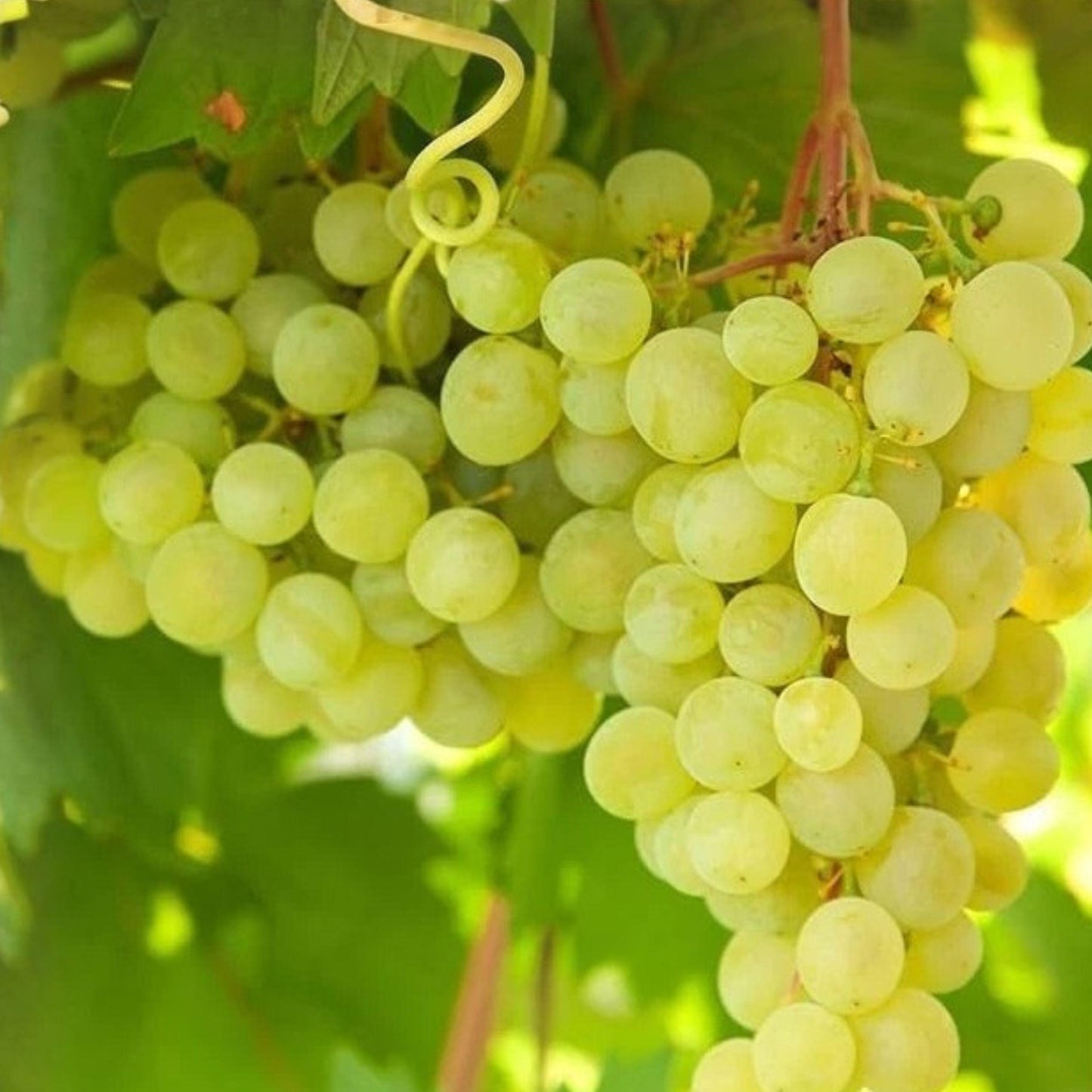 Thompson Seedless Grape Vine Cuttings - 6 Inch Unrooted Vitis vinifera - 3 Live Cuttings for Fruit Garden Planting