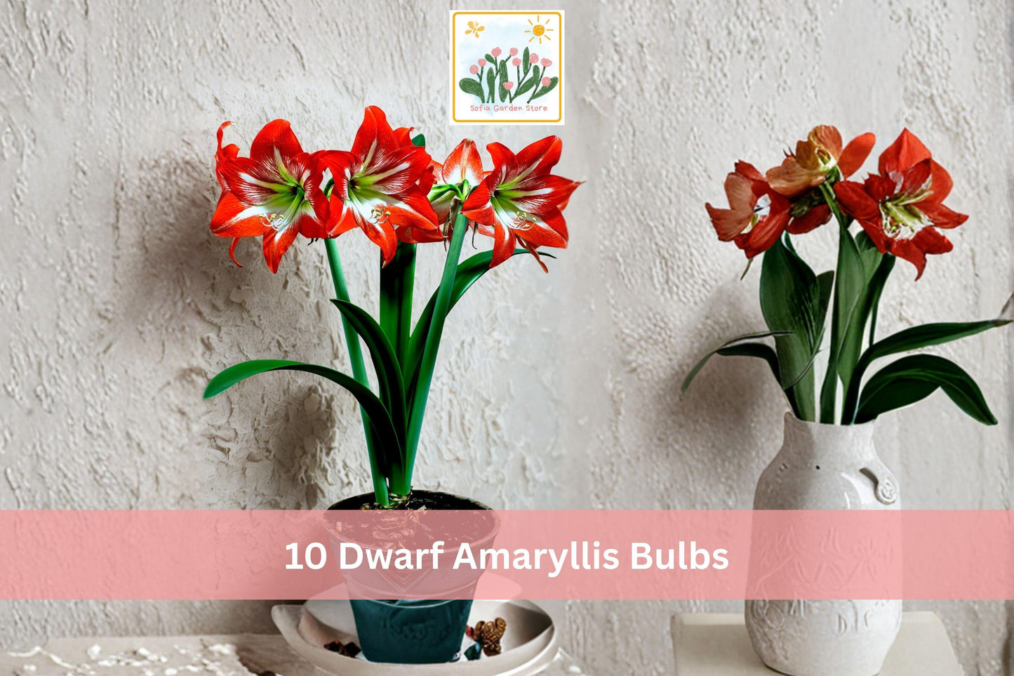 Dwarf Amaryllis Bulbs 10-Pack Mixed Colors Hippeastrum Easy Grow Indoor Winter Flower