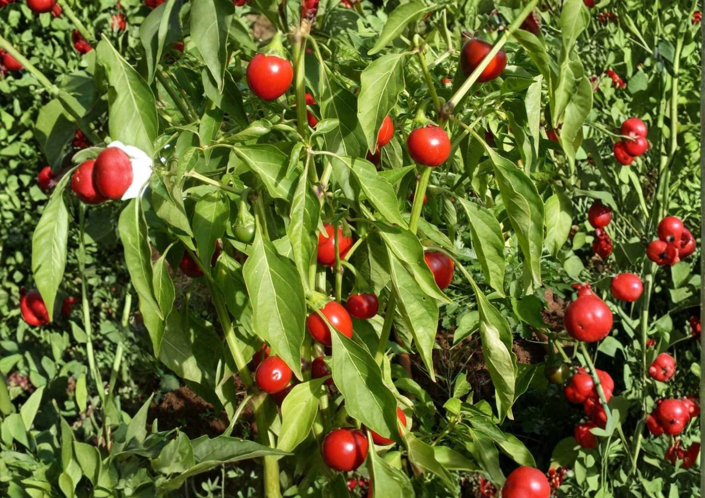 Red Cherry Pimenta Pepper Seeds - 100+ Heirloom Organic Non-GMO Chili Seeds for Garden Planting - Capsicum annuum