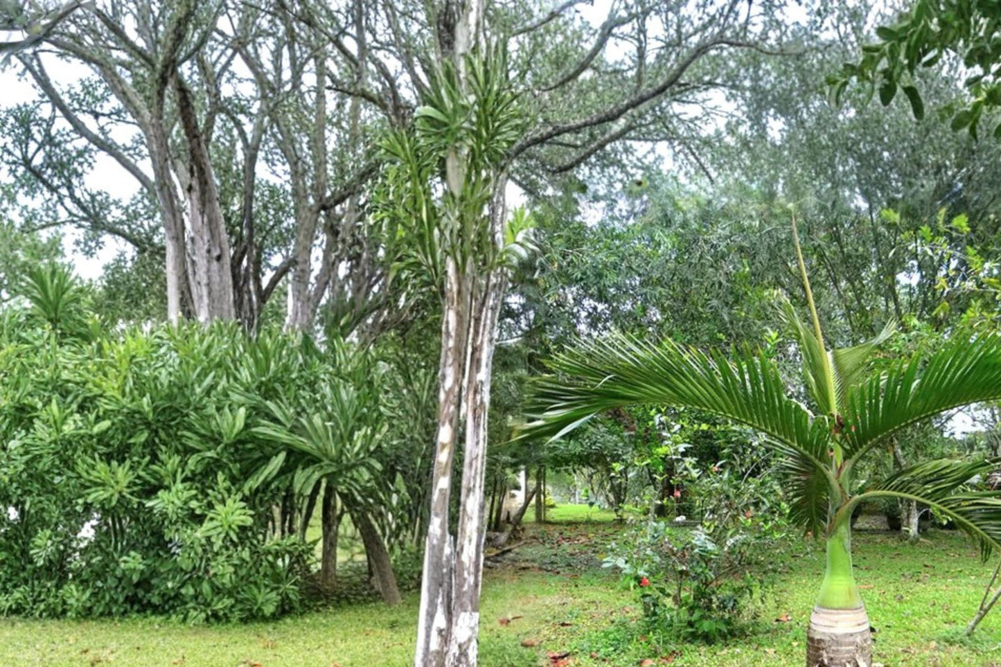 Bottle Palm Seeds - 10 Pack Hyophorbe lagenicaulis - Tropical Ornamental Palm with Swollen Trunk and Arching Fronds