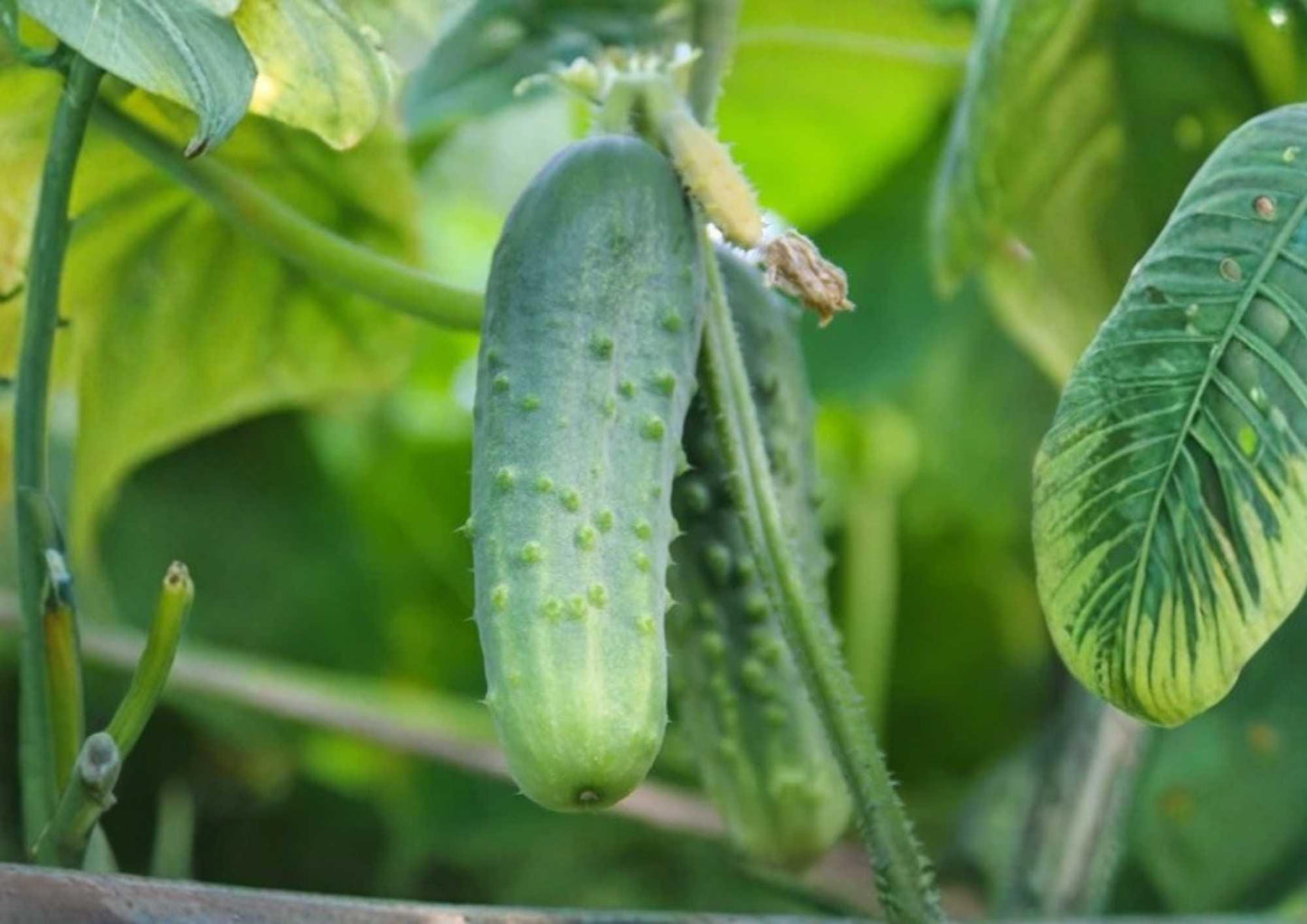 Arkansas Little Leaf Cucumber Seeds - Heirloom Vegetable Seeds, Compact Vining, Crisp Green Slicing & Pickling - Cucumis sativus