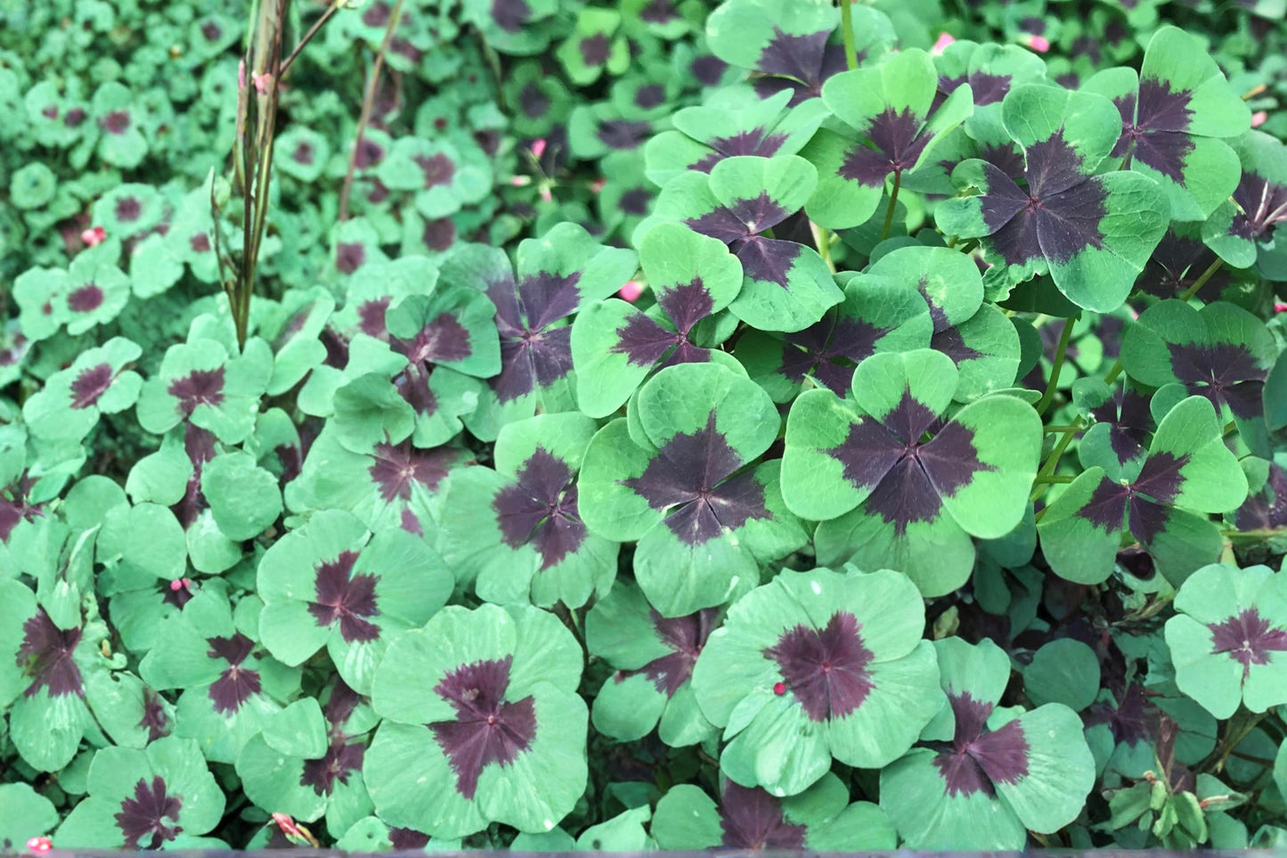 Iron Cross Shamrock Bulbs - 5 Pack - Pink Flowers, Four-Part Leaves - Oxalis tetraphylla - Perennial Container Plant