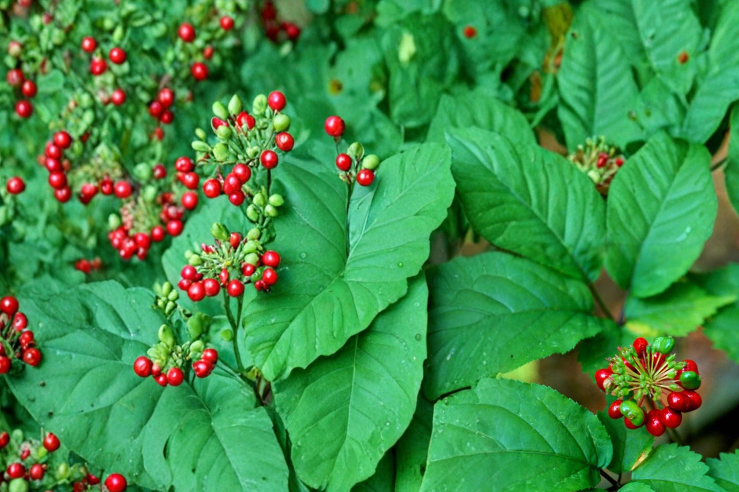 American Ginseng Seeds 30 Count | Panax quinquefolius | Perennial Woodland Herb for Shade Gardens and Forest Planting
