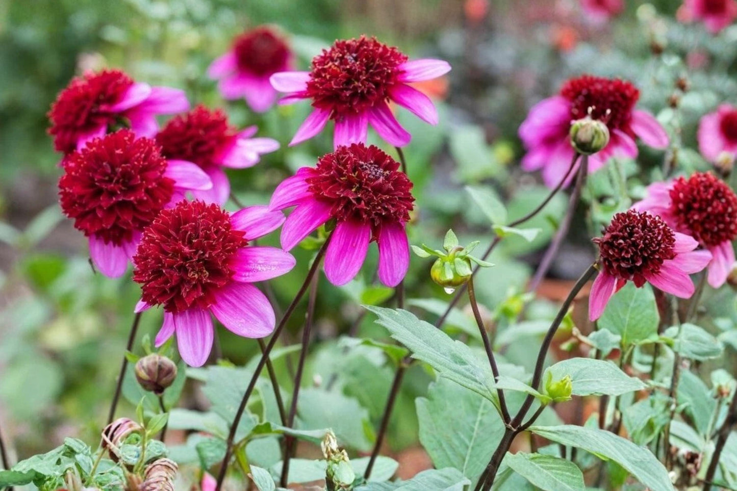 Poodle Skirt Dahlia Tuber Clump - Powder Puff Variety - Pollinator Friendly - Dahlia pinnata - Garden Plant