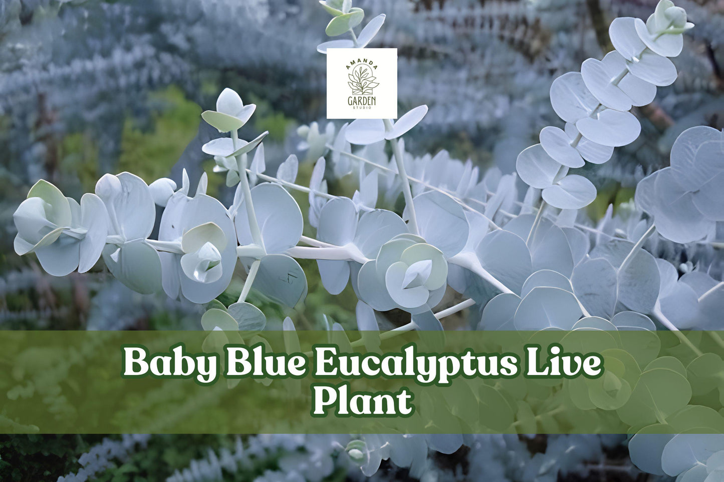 Baby Blue Eucalyptus Starter Plug | Eucalyptus pulverulenta ‘Baby Blue’ | Silver Blue Foliage for Containers & Gardens