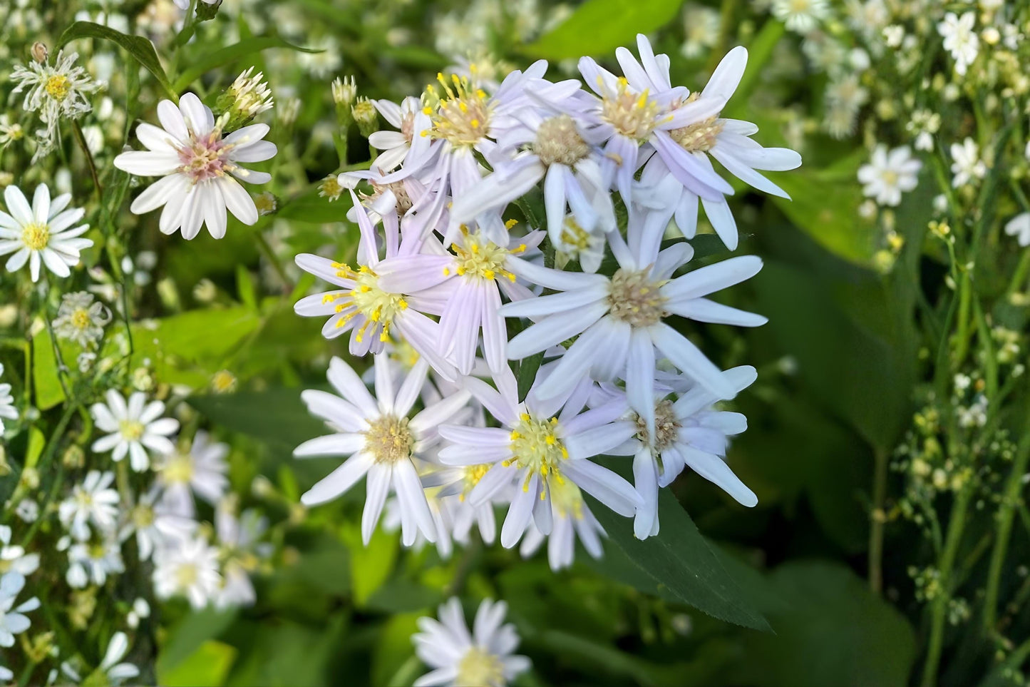 Big-Leaved Aster Seeds (100) | Eurybia macrophylla | Shade-Tolerant Woodland Wildflower for Naturalized Gardens
