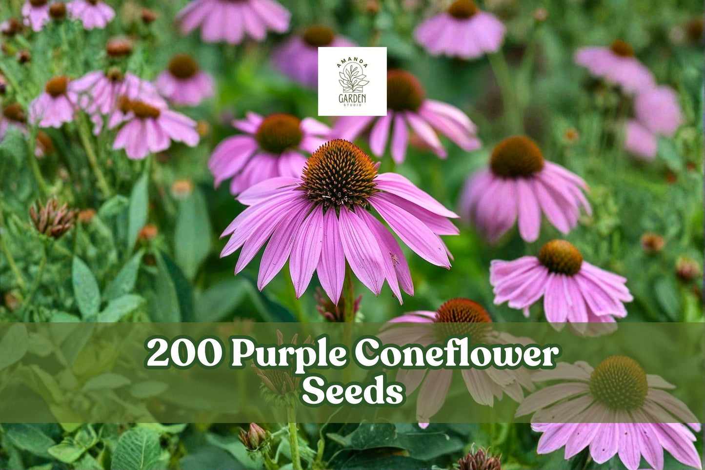 200 Purple Coneflower Seeds - Echinacea Perennial Flower for Garden - Native Wildflower, Drought-Tolerant, Easy to Grow