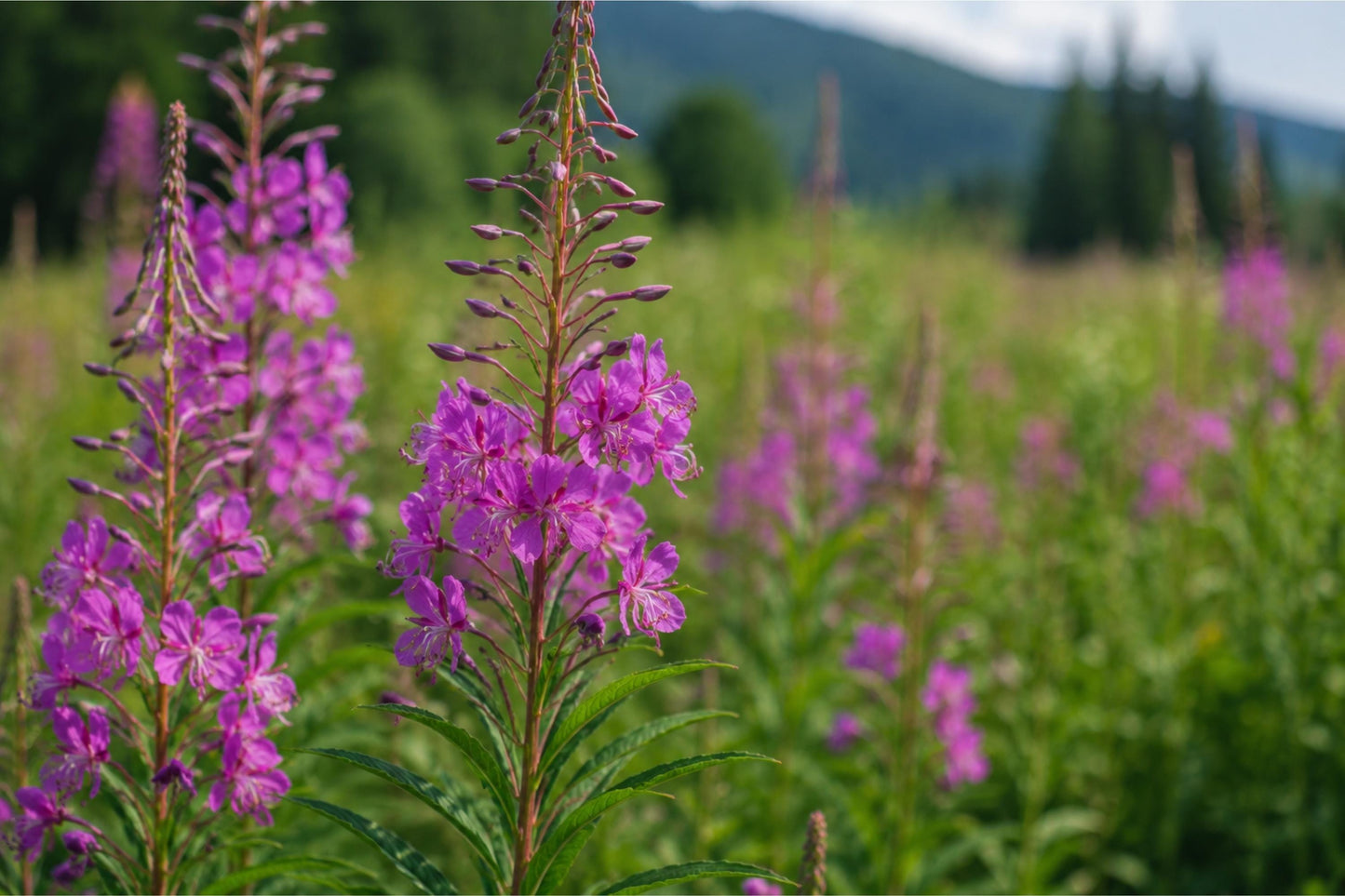 Fireweed Seeds (500) - Vibrant Pink-Purple Blooms - Chamaenerion angustifolium - Hardy Native Wildflower for Pollinators