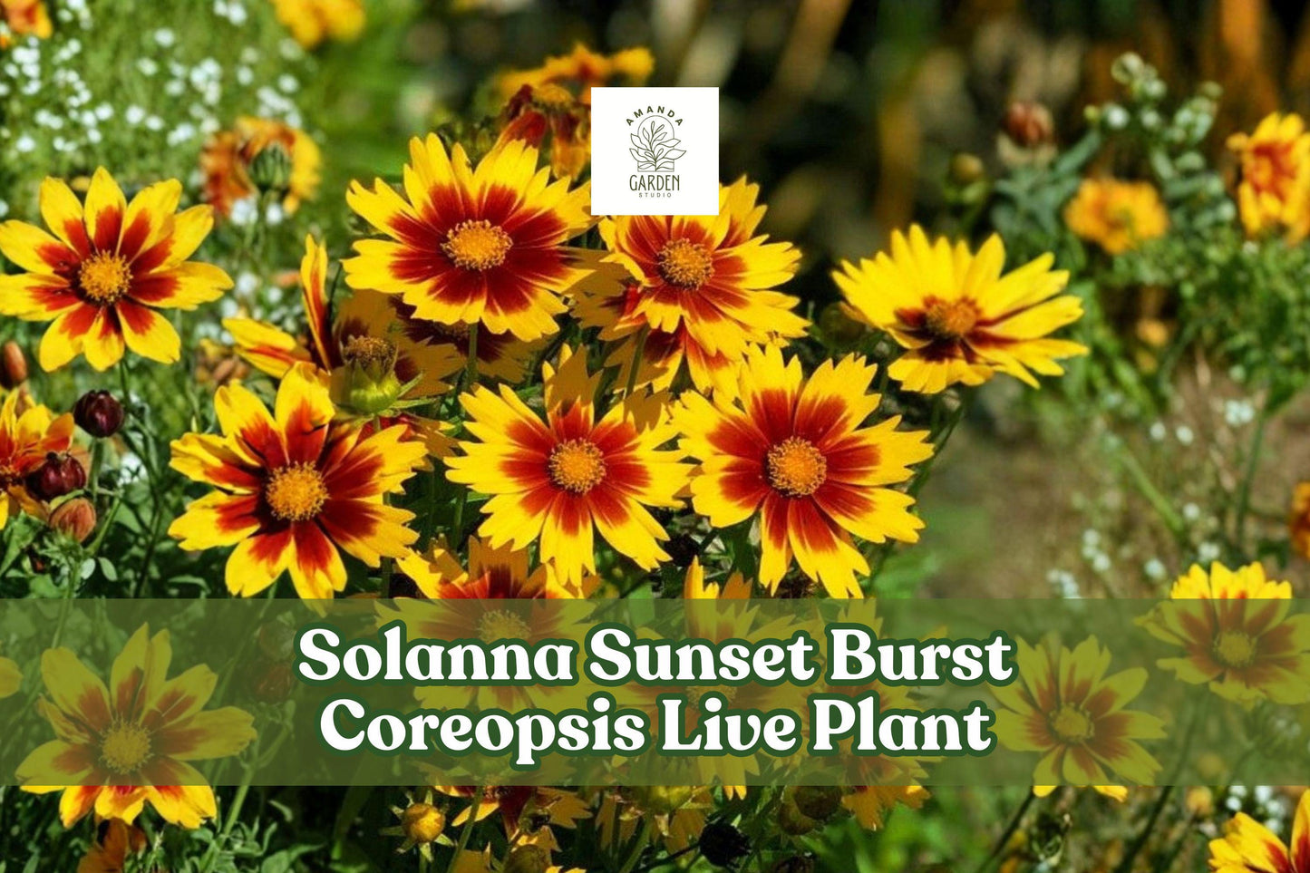 Solanna Sunset Burst Coreopsis Live Starter Plant | Lanceleaf Tickseed | Coreopsis lanceolata | Yellow-Orange Perennial Flower