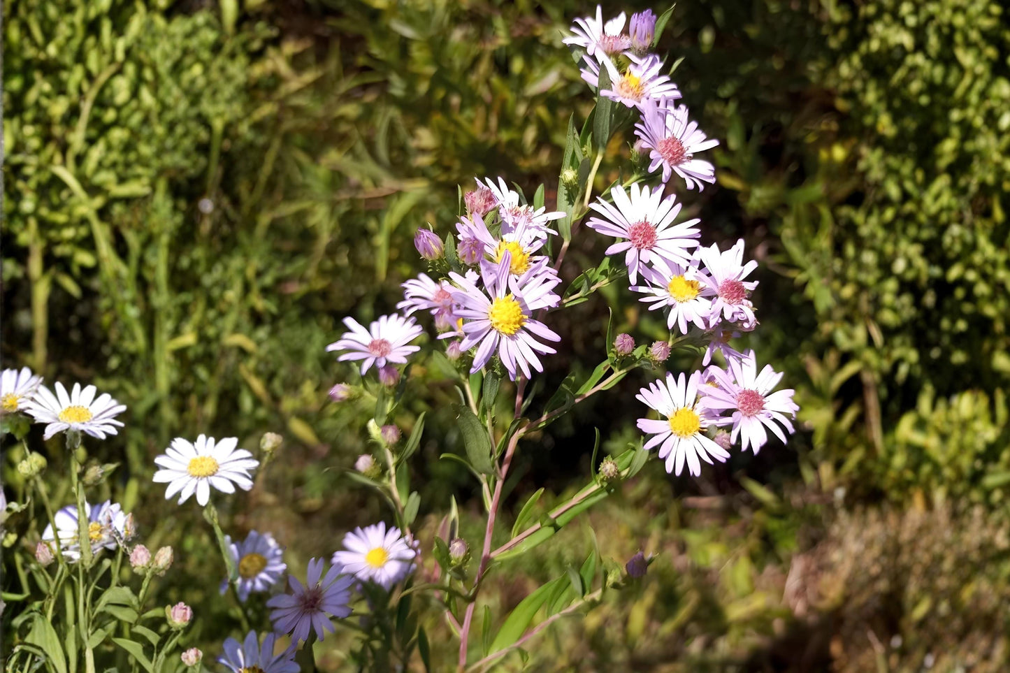 Willow Aster Seeds (100) - Symphyotrichum praealtum - Lavender Wildflower Seeds for Pollinators and Naturalized Gardens