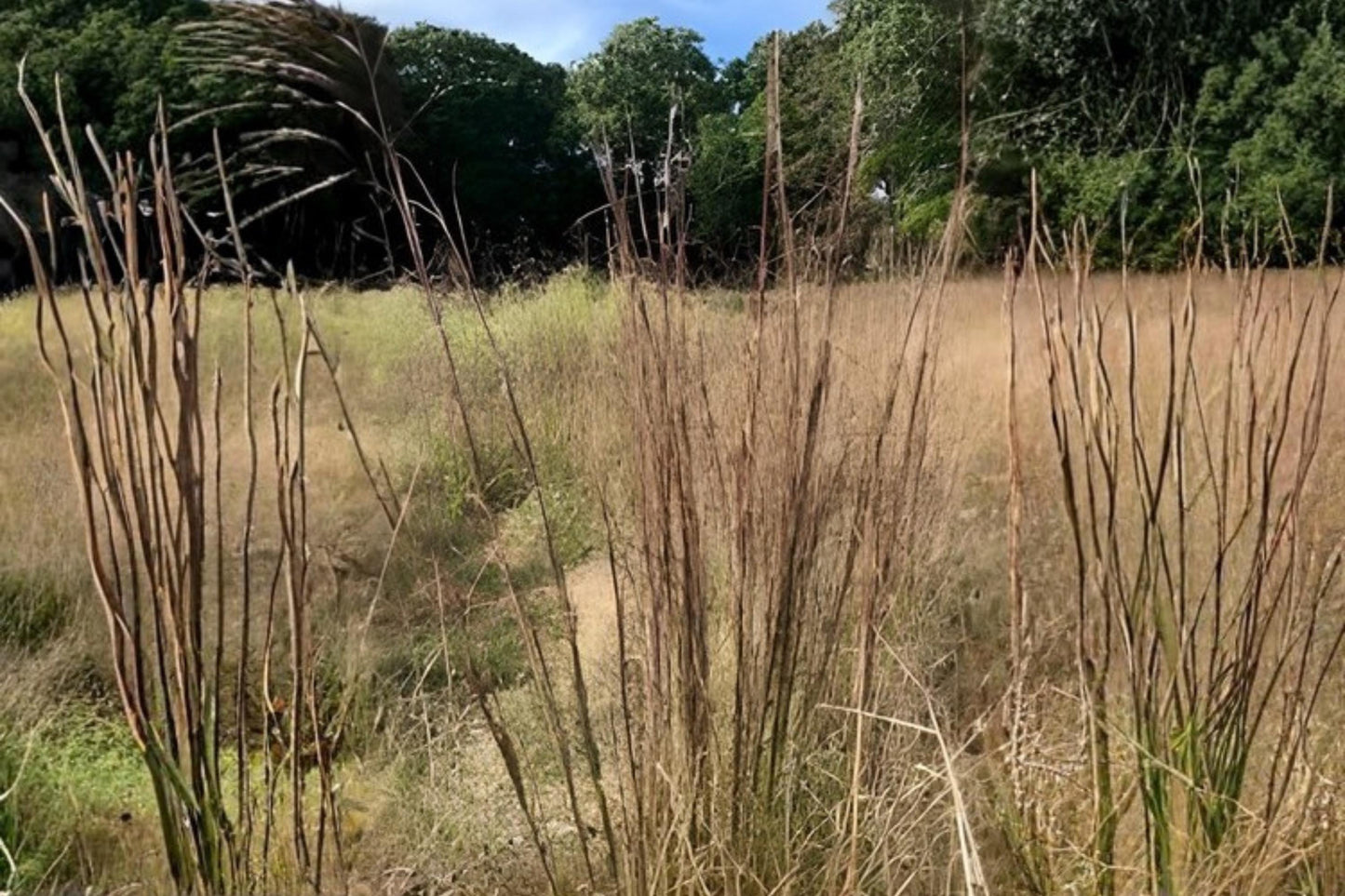 Broomsedge Bluestem Seeds (100) - Andropogon virginicus - Hardy Native Grass for Erosion Control & Xeriscaping