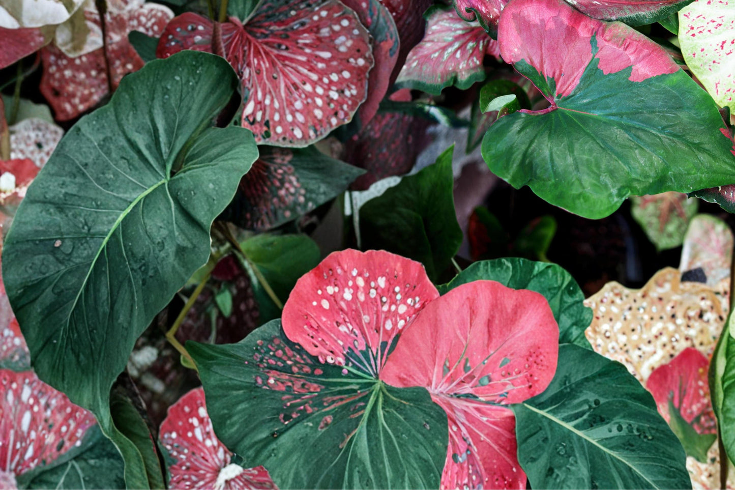 Caladium Bulbs - 6 Count Harrison Strap Variety - Caladium bicolor - Tropical Shade Plant for Container & Garden Foliage