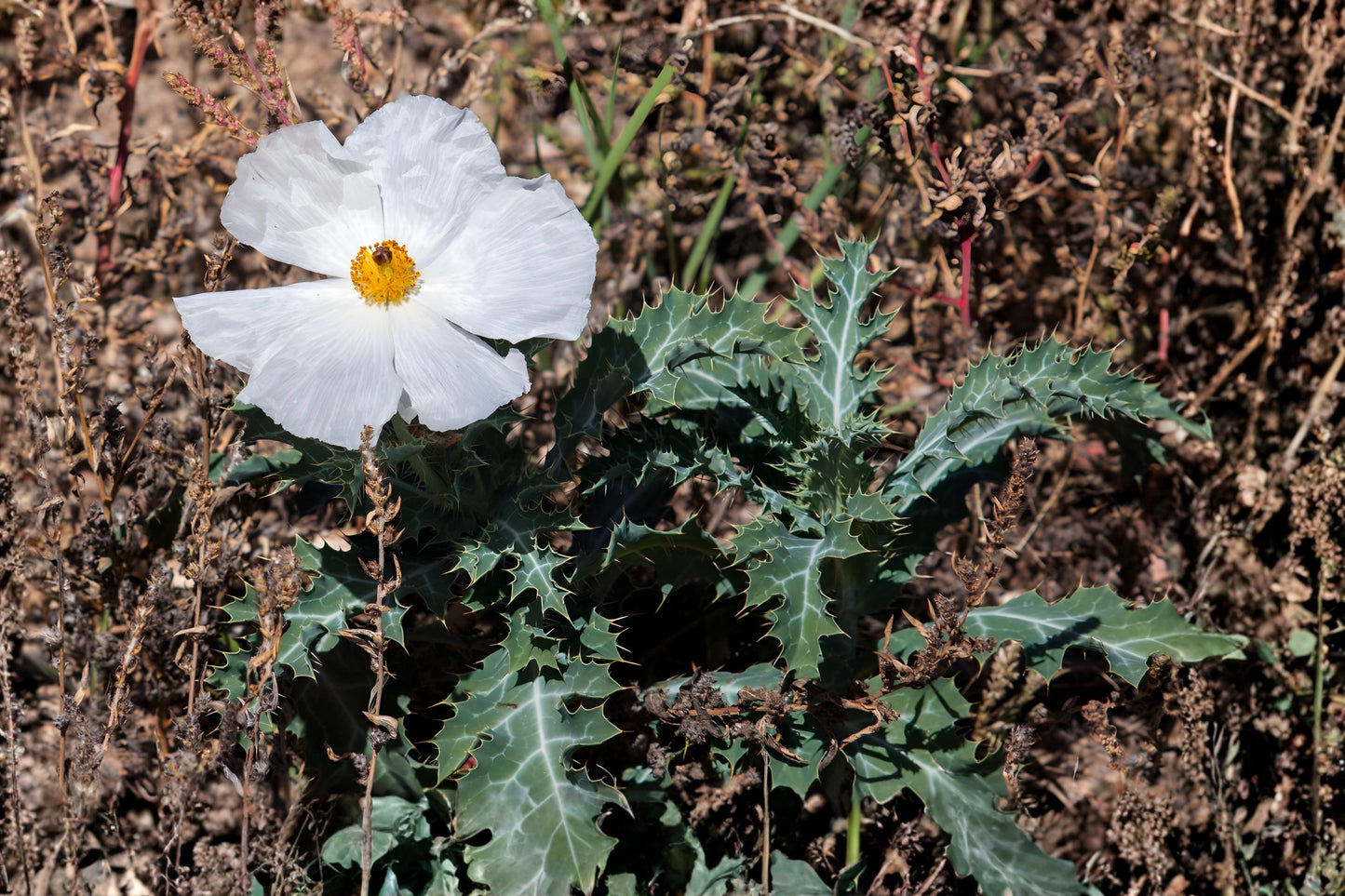 Prickly Poppy Seeds (15) | White Wildflower | Argemone polyanthemos | Drought-Tolerant Native Plant for Xeriscape Gardens