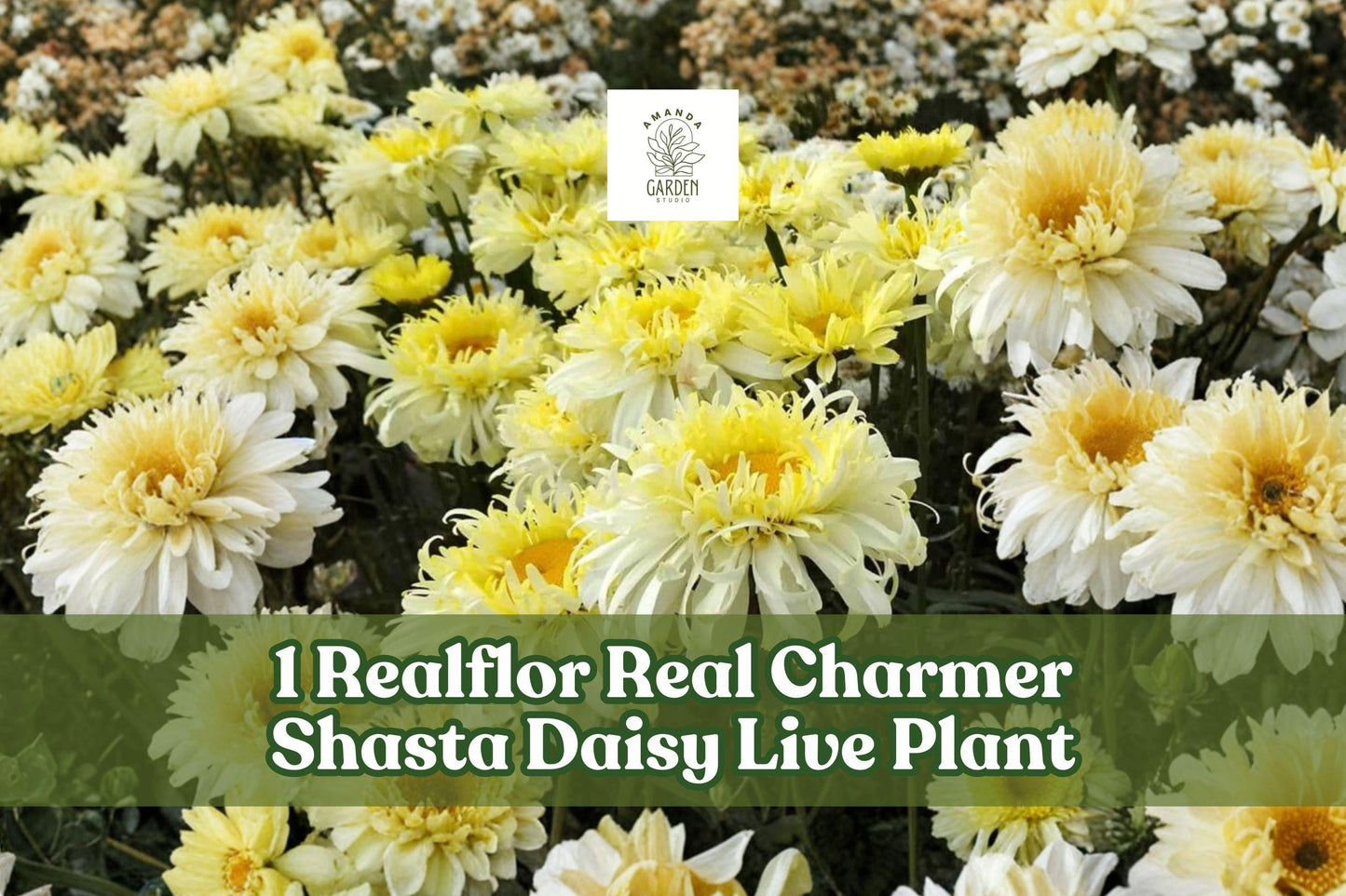 Realflor Real Charmer Shasta Daisy Live Plant Plug - Leucanthemum x superbum, Creamy White & Lemon Blooms, Perennial Flowering Plant
