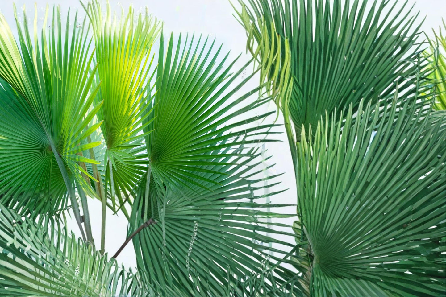 Fiji Fan Palm Seeds - 5 Seeds for Planting - Tropical Ornamental Palm - Pritchardia pacifica - Exotic Garden Plant