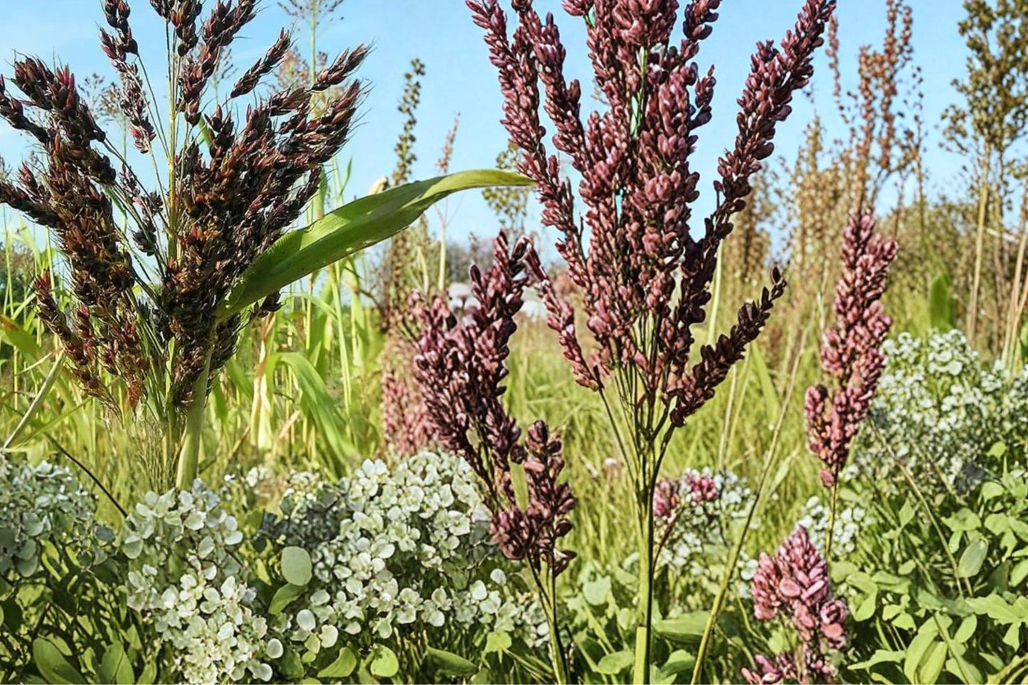 Wild Game Sorghum Seeds 1/2 Pound - Sorghum bicolor - Fast-Growing, Early-Maturing Grain Crop for Open Fields and Gardens