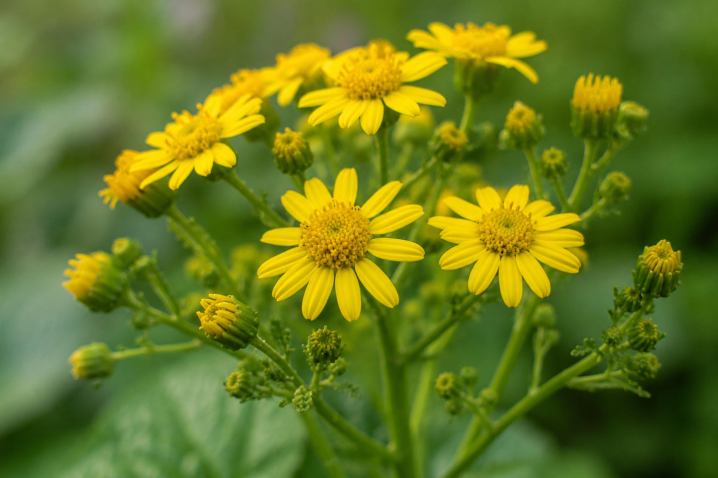 Golden Ragwort Seeds | 75 Pack | Bright Golden-Yellow Wildflower | Packera aurea | Early-Blooming Native Plant for Pollinators