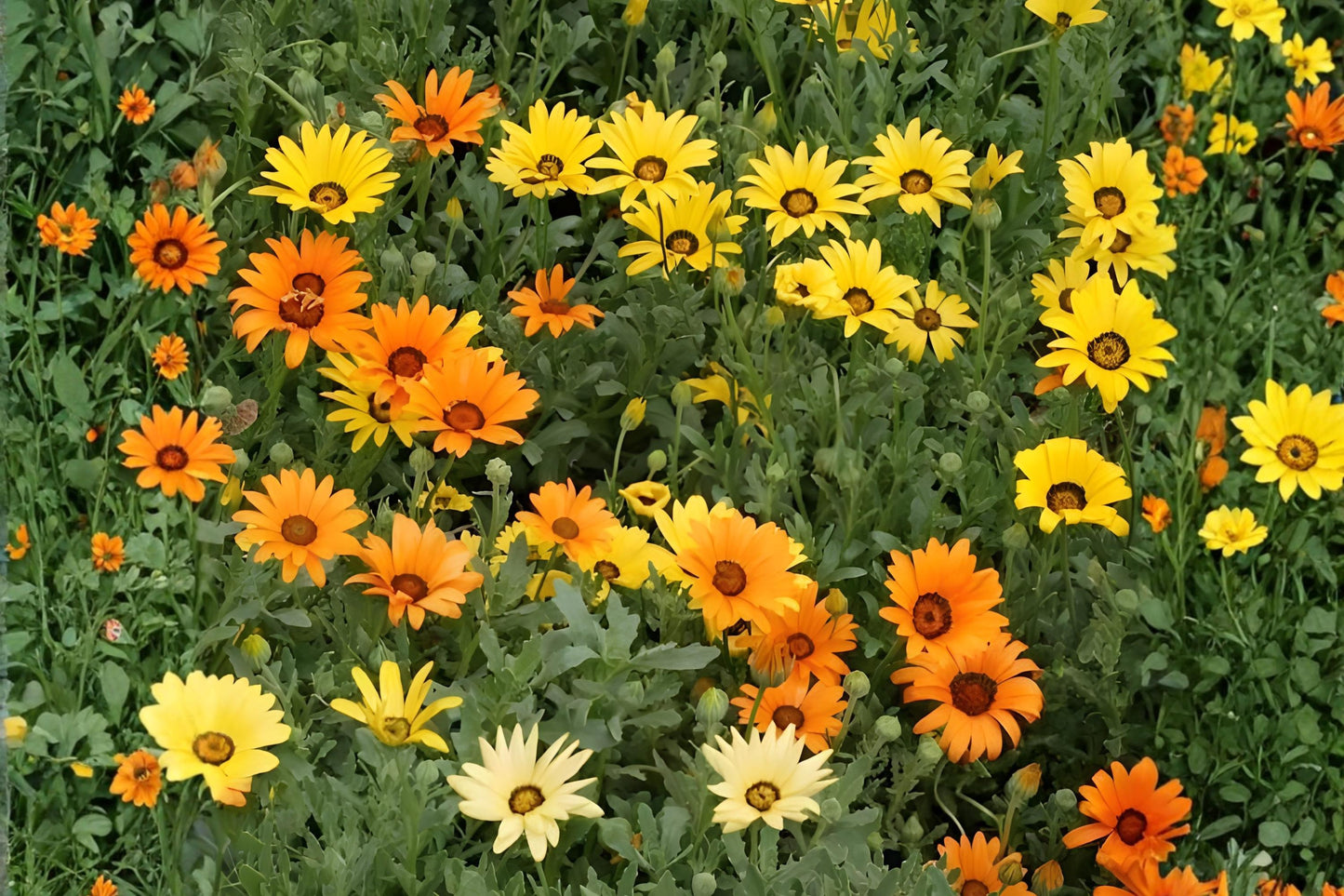 African Daisy Seeds (50) | Orange Wildflower Seeds | Dimorphotheca sinuata | Bright Annual for Gardens & Containers