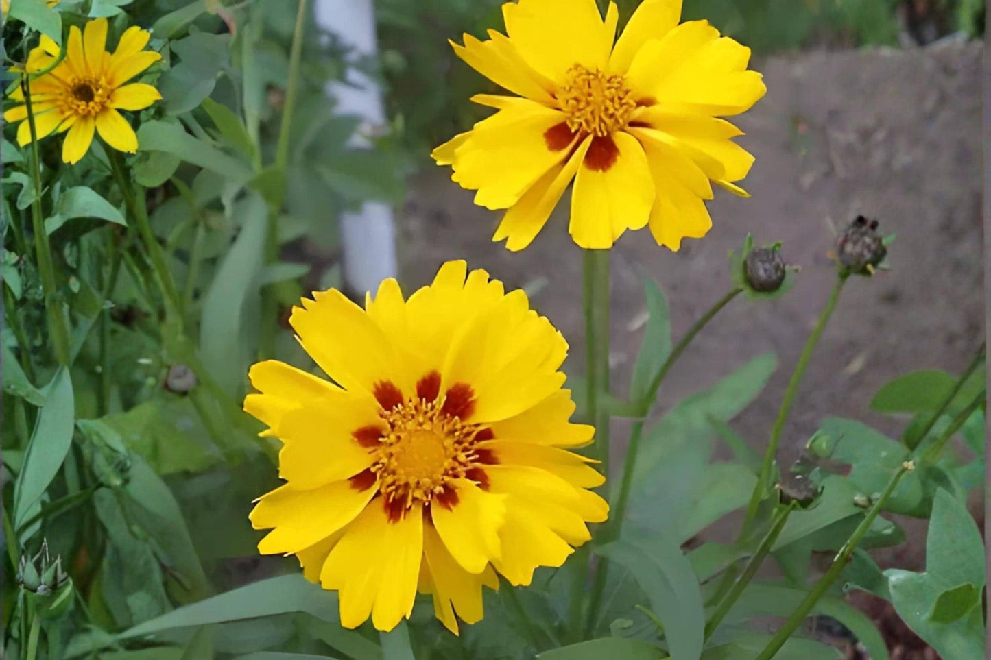 Picta Tickseed Seeds (30) | Coreopsis nuecensis | Bright Red & Yellow Blooms | Drought-Tolerant Wildflower Seeds