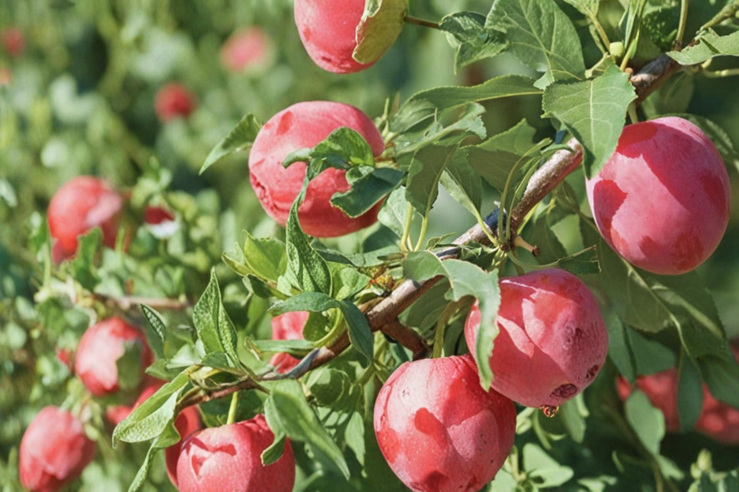 American Plum Seeds - 15 Seeds for Planting - Prunus americana - Edible Fruit Tree for Gardens and Orchards