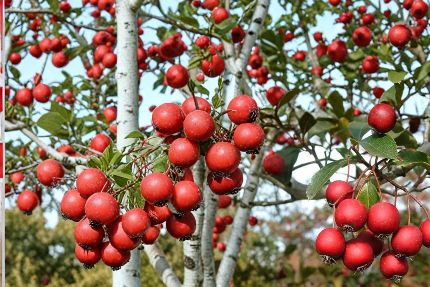 Thornless Hawthorn Seeds 30 Count - Crataegus crus-galli - Hardy Deciduous Tree for Landscaping and Wildlife Garden