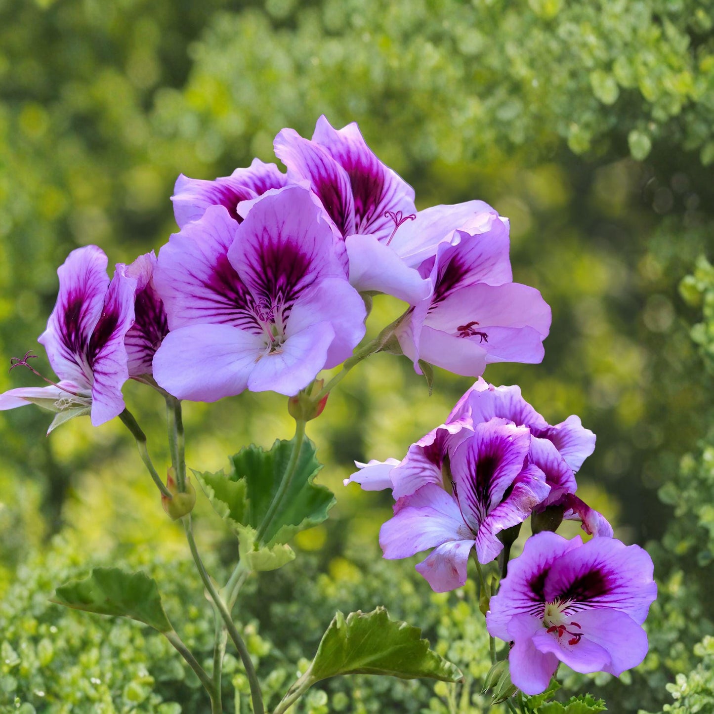 Lavender Purple Regal Geranium Cutting | 6" Live Plant Cutting | Pelargonium Fancy Regal | Orchid-Like Blooms | Unrooted Cutting